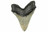 Serrated, Fossil Megalodon Tooth - North Carolina #245837-2
